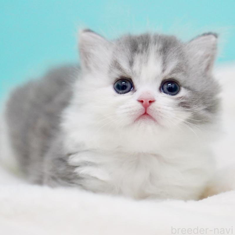 販売中の東京都のサイベリアン-136549の15枚目