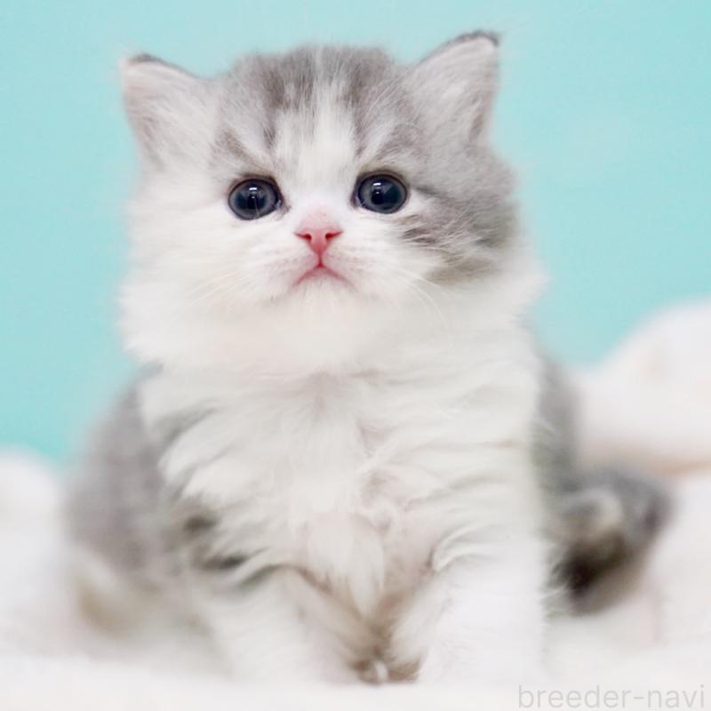 販売中の東京都のサイベリアン-136549の14枚目