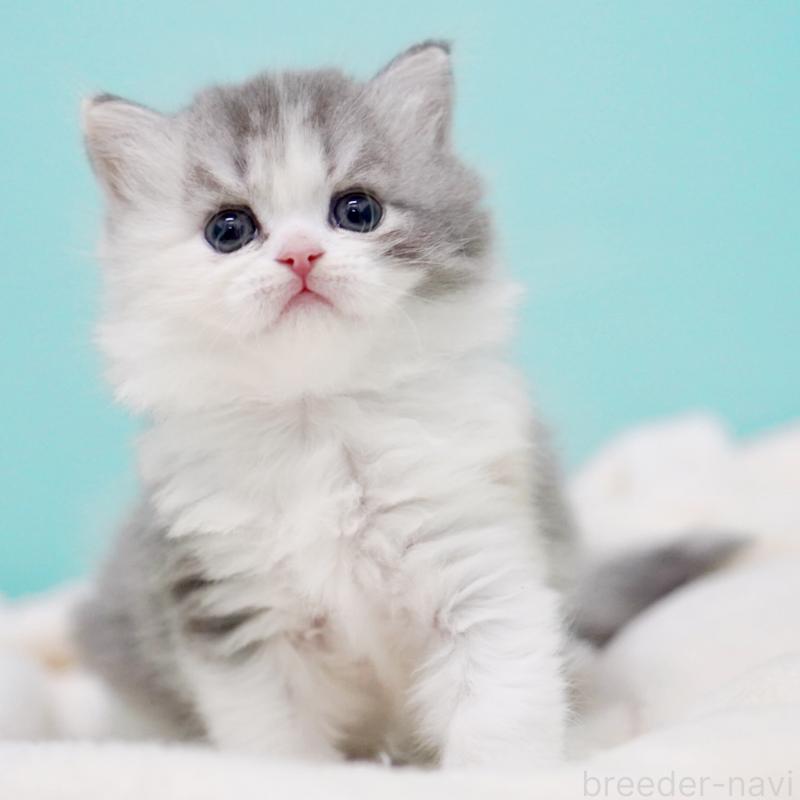 販売中の東京都のサイベリアン-136549の13枚目