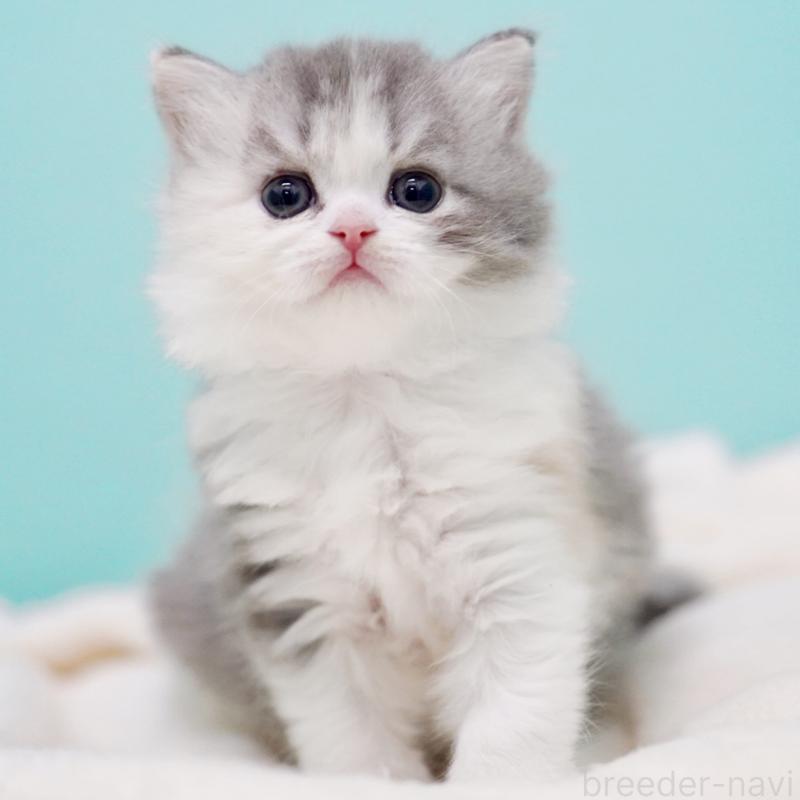 販売中の東京都のサイベリアン-136549の12枚目