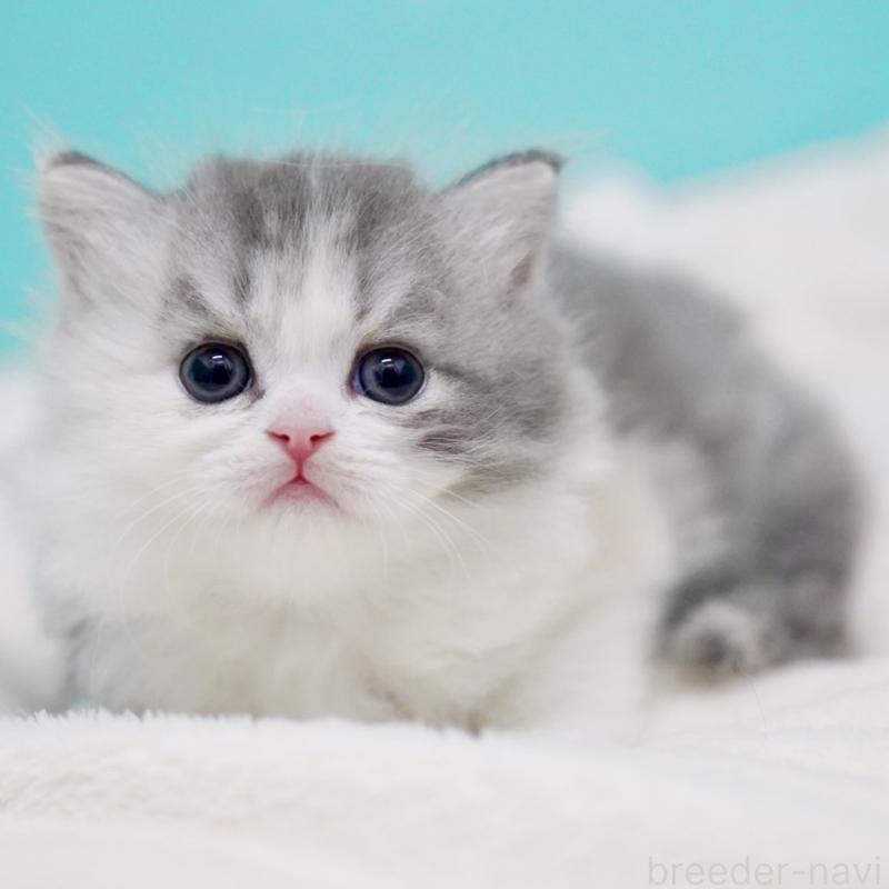 販売中の東京都のサイベリアン-136549の11枚目