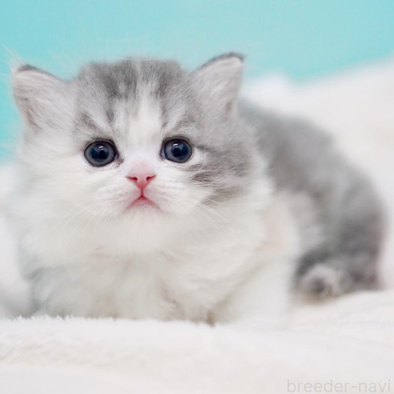 販売中の東京都のサイベリアン-136549の10枚目