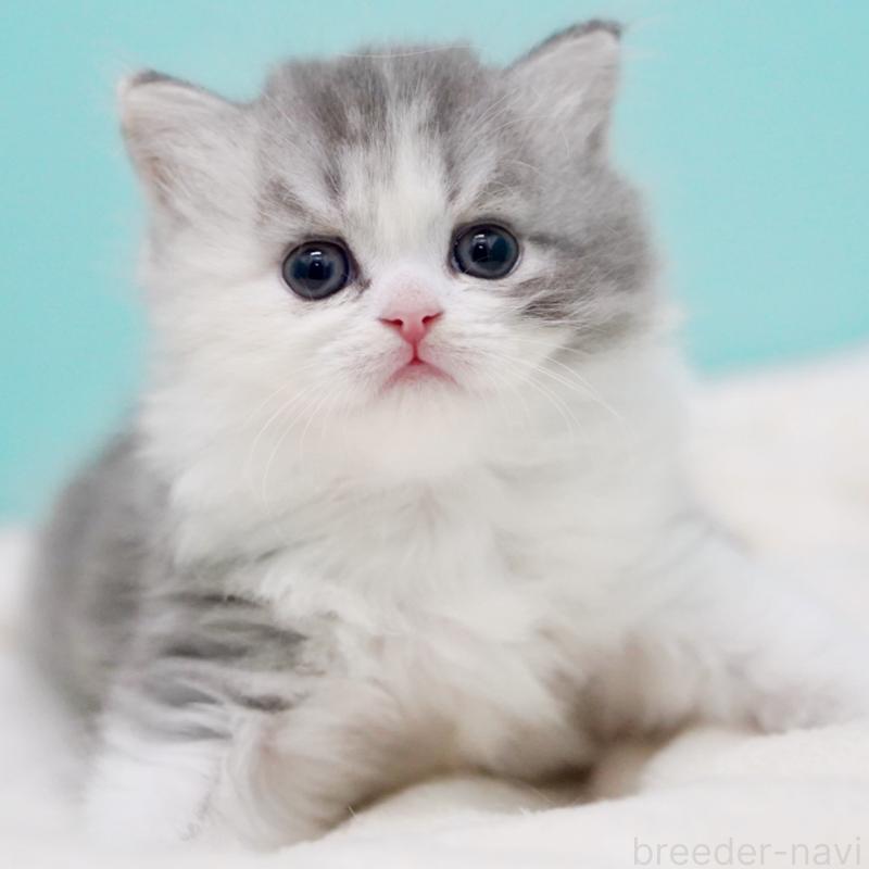 販売中の東京都のサイベリアン-136549の9枚目