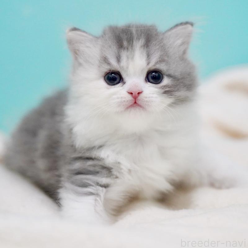 販売中の東京都のサイベリアン-136549の8枚目