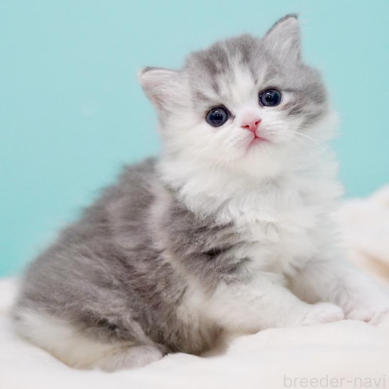 販売中の東京都のサイベリアン-136549の7枚目