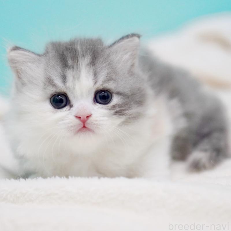 販売中の東京都のサイベリアン-136549の6枚目