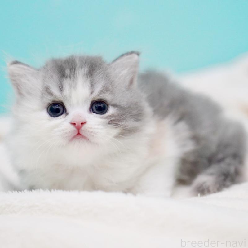 販売中の東京都のサイベリアン-136549の5枚目