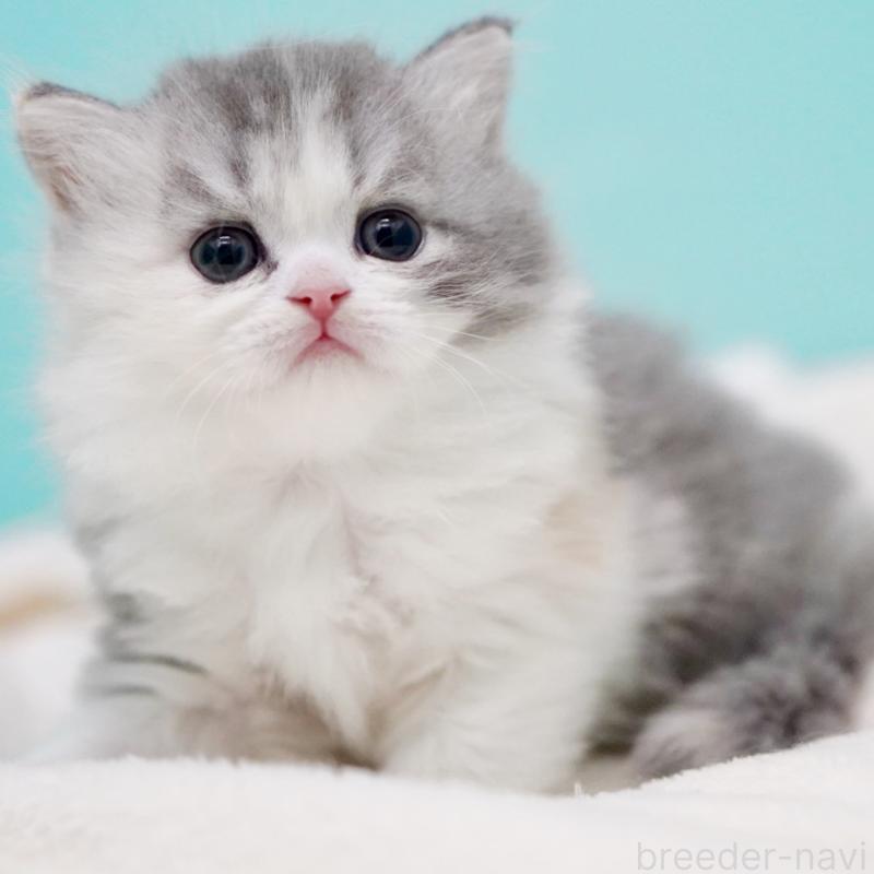 販売中の東京都のサイベリアン-136549の4枚目