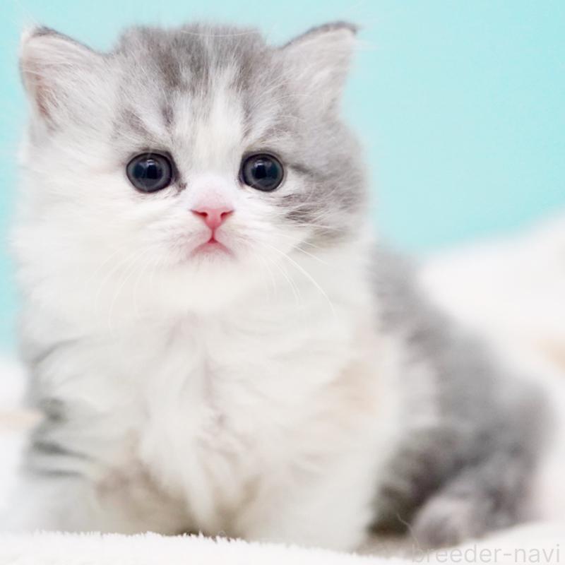 販売中の東京都のサイベリアン-136549の3枚目