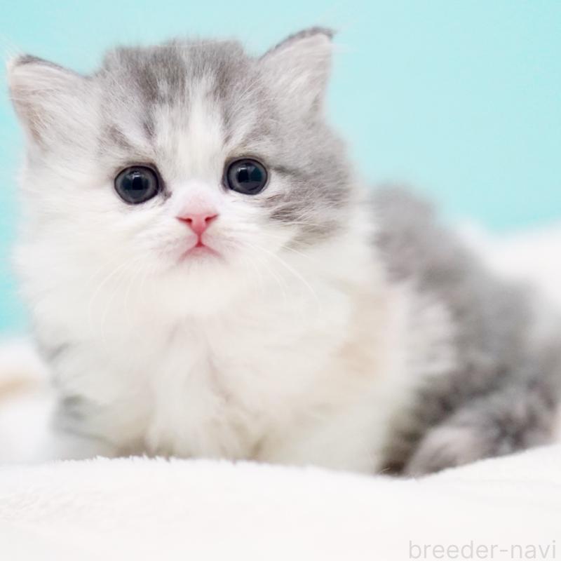 販売中の東京都のサイベリアン-136549の2枚目