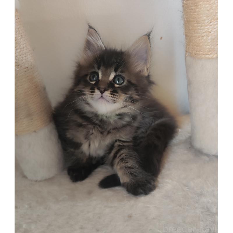 成約済の千葉県のメインクーン-136590の3枚目