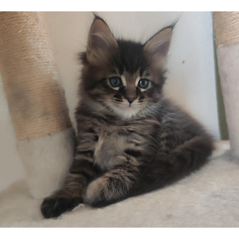 成約済の千葉県のメインクーン-136590の2枚目