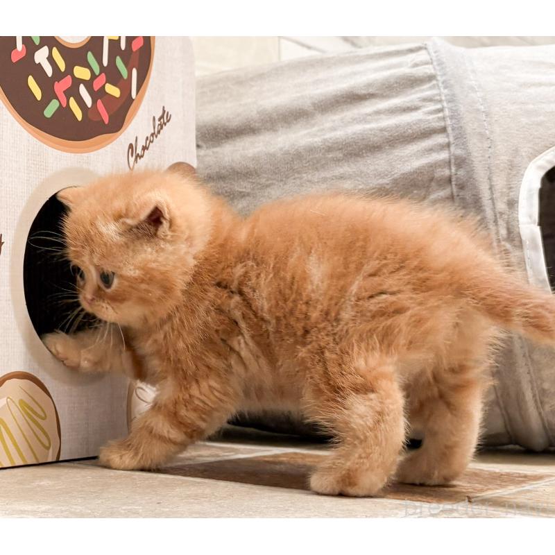 販売中の茨城県のエキゾチックショートヘア-137448の7枚目