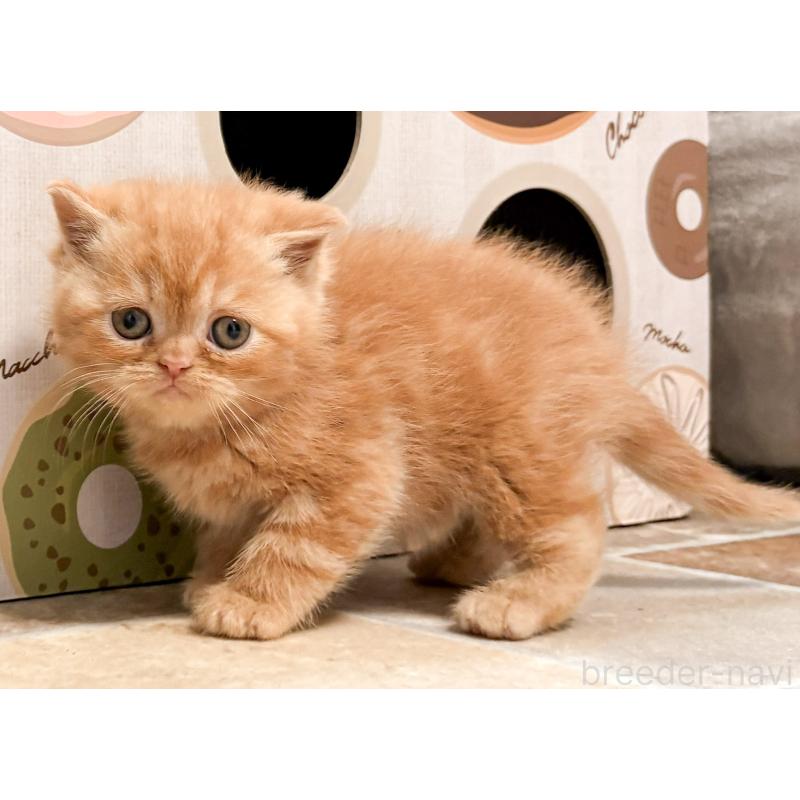 販売中の茨城県のエキゾチックショートヘア-137448の6枚目