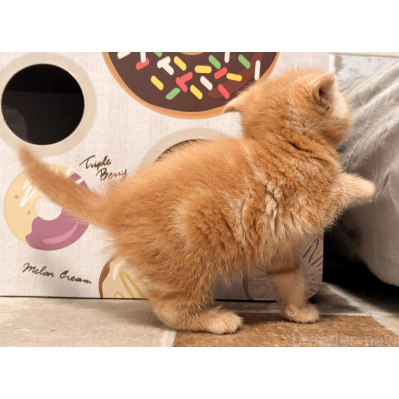 販売中の茨城県のエキゾチックショートヘア-137448の5枚目