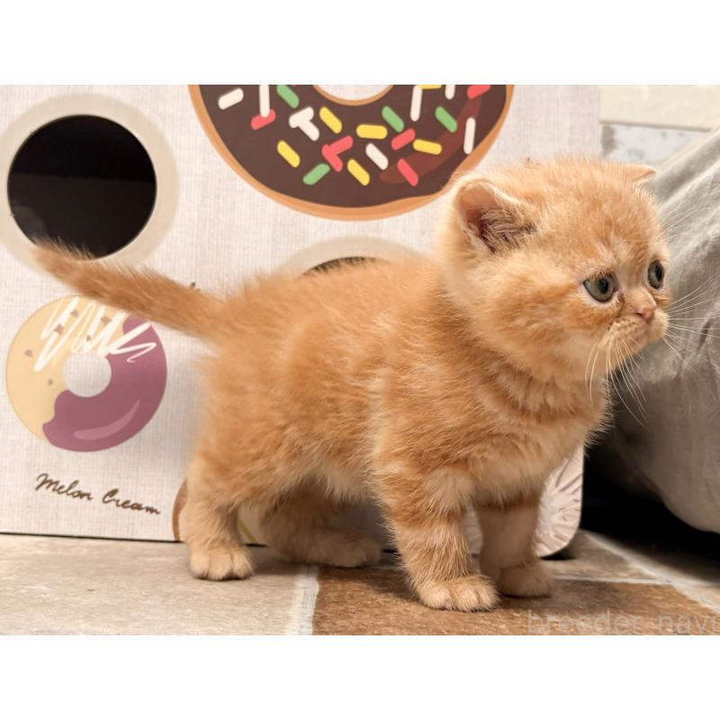 販売中の茨城県のエキゾチックショートヘア-137448の4枚目