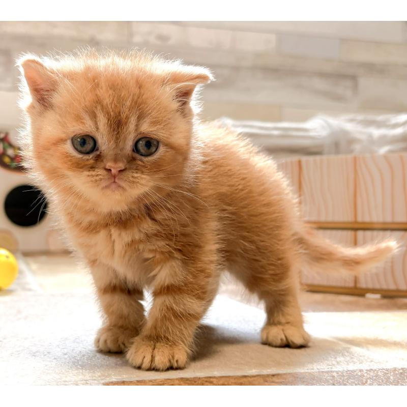 販売中の茨城県のエキゾチックショートヘア-137448の2枚目