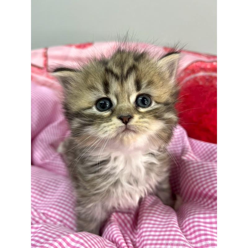 販売中の埼玉県のサイベリアン-137123の5枚目