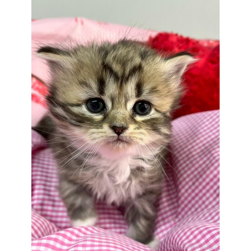 販売中の埼玉県のサイベリアン-137123の4枚目