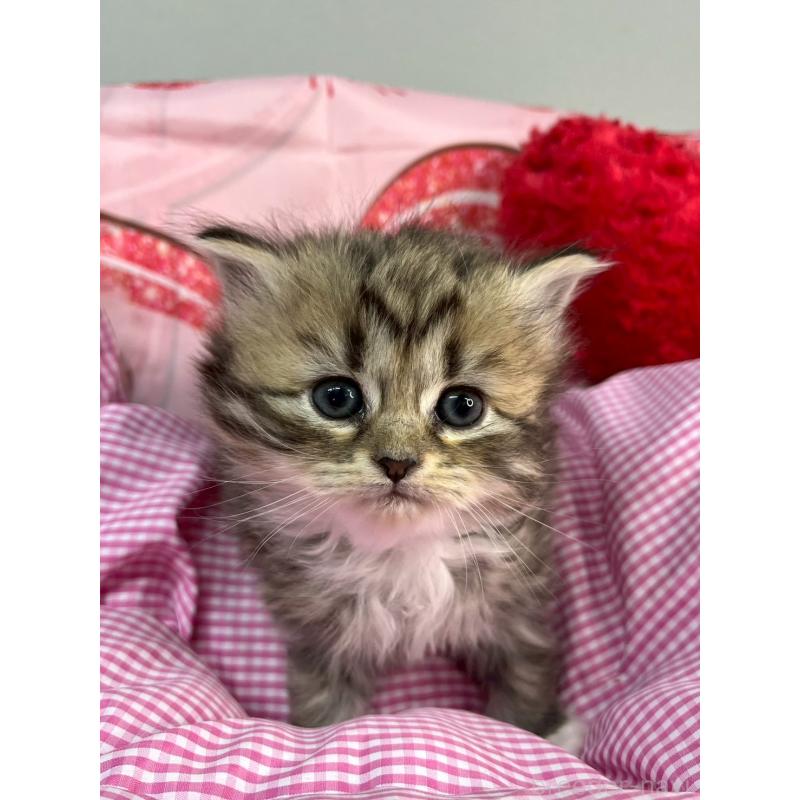 販売中の埼玉県のサイベリアン-137123の3枚目