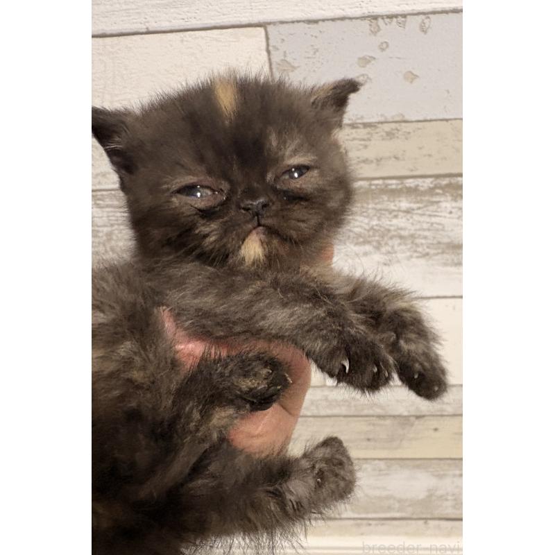 販売中の茨城県のエキゾチックショートヘア-137449の6枚目