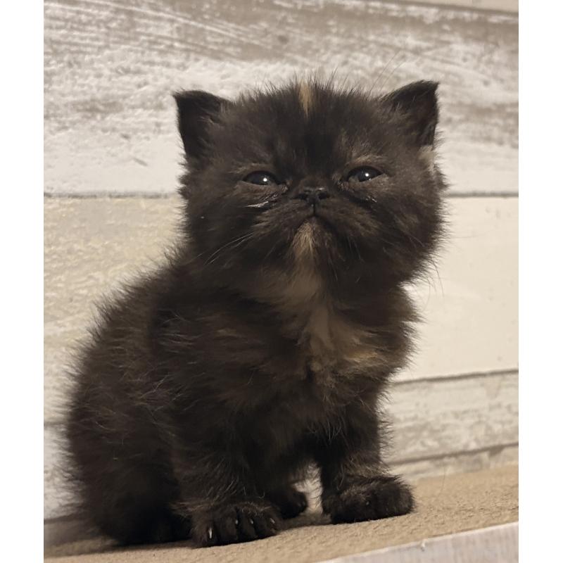 販売中の茨城県のエキゾチックショートヘア-137449の5枚目