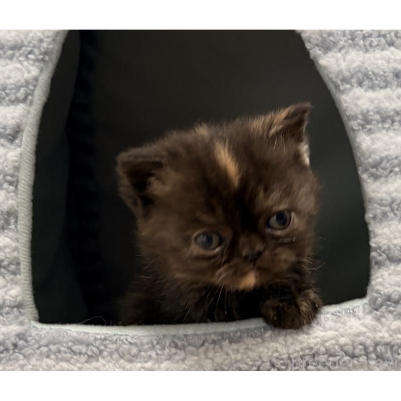 販売中の茨城県のエキゾチックショートヘア-137449の4枚目