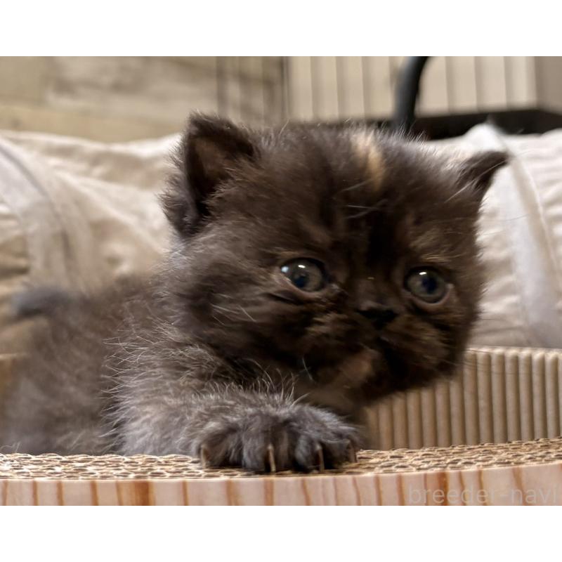 販売中の茨城県のエキゾチックショートヘア-137449の3枚目