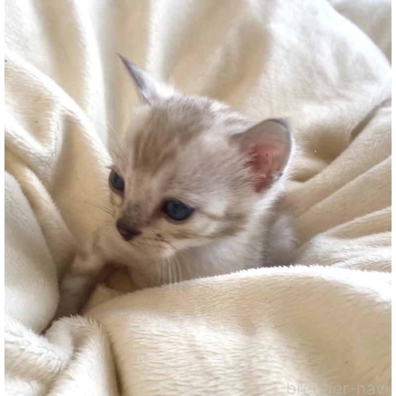 成約済の東京都のベンガル-136969の10枚目