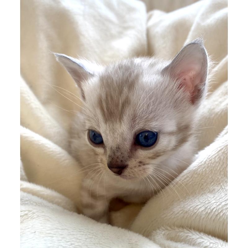 販売中の東京都のベンガル-136969