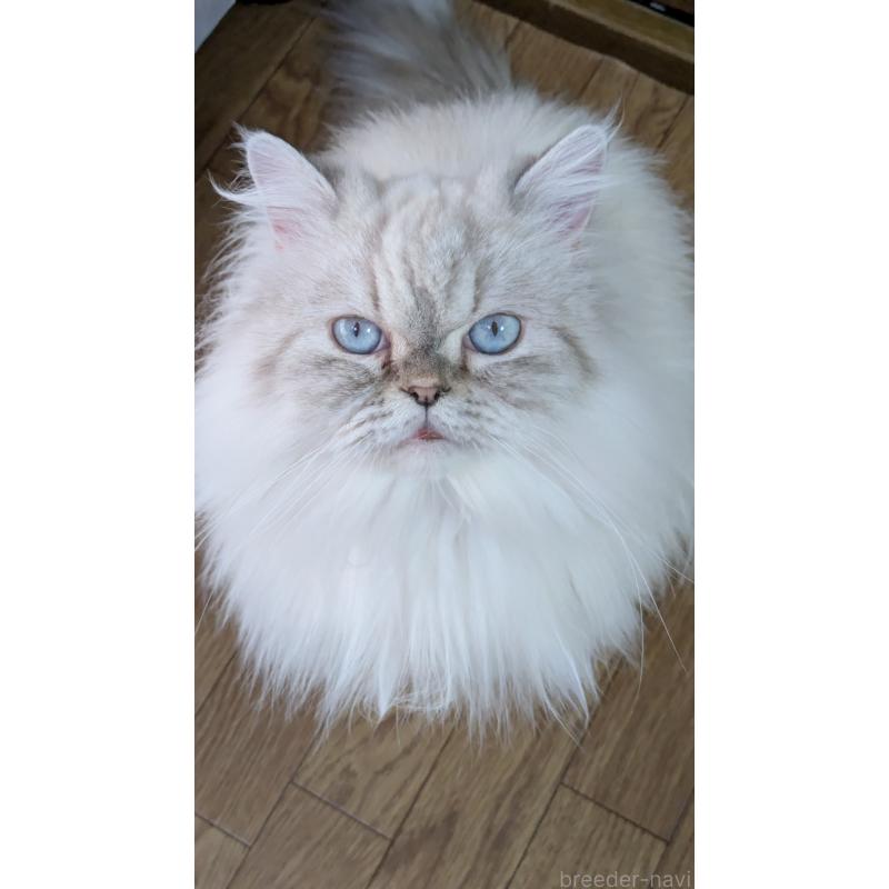 販売中の大阪府のミヌエット-127978の6枚目