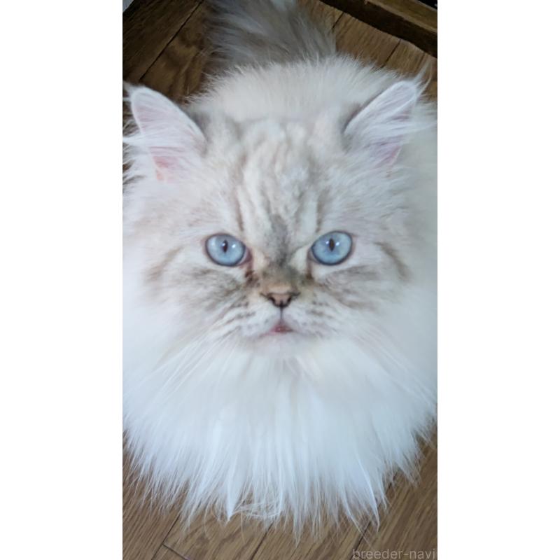 販売中の大阪府のミヌエット-127978