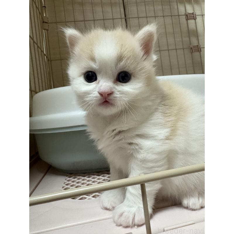 販売中の愛知県のサイベリアン-137450の6枚目