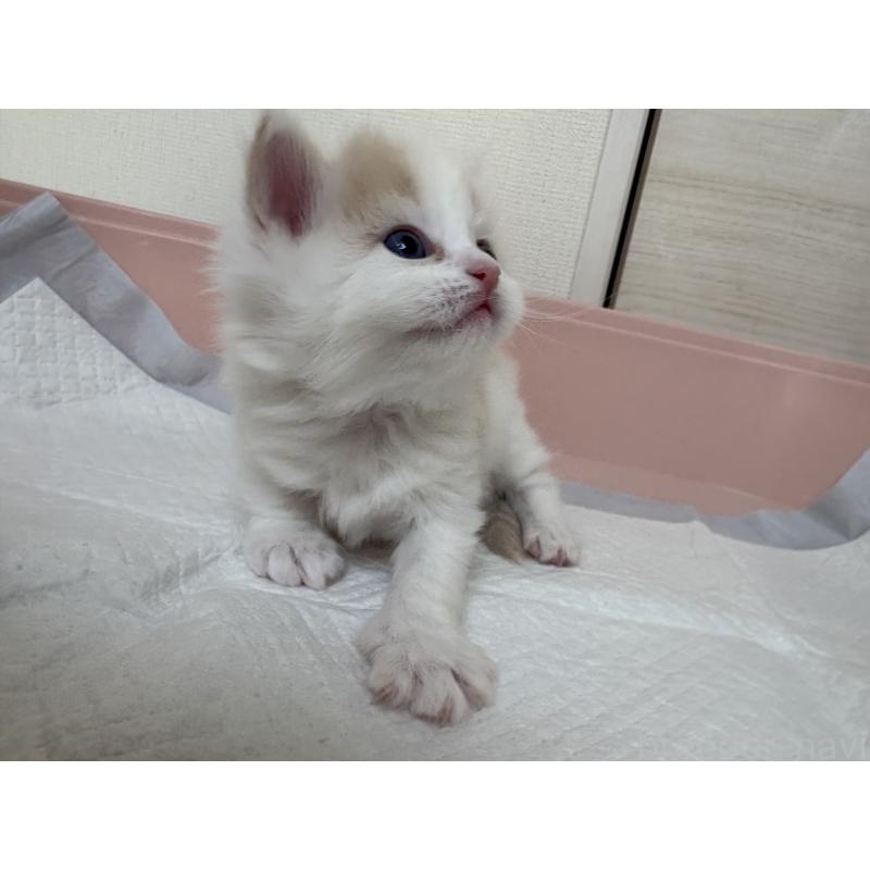 販売中の愛知県のサイベリアン-137450の5枚目