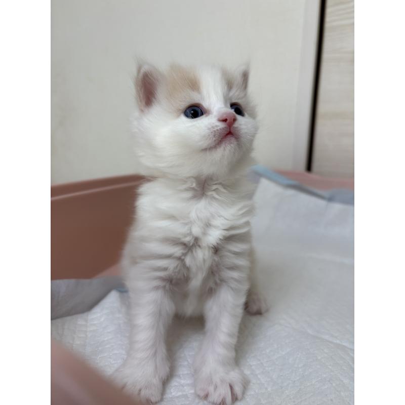 販売中の愛知県のサイベリアン-137450の4枚目