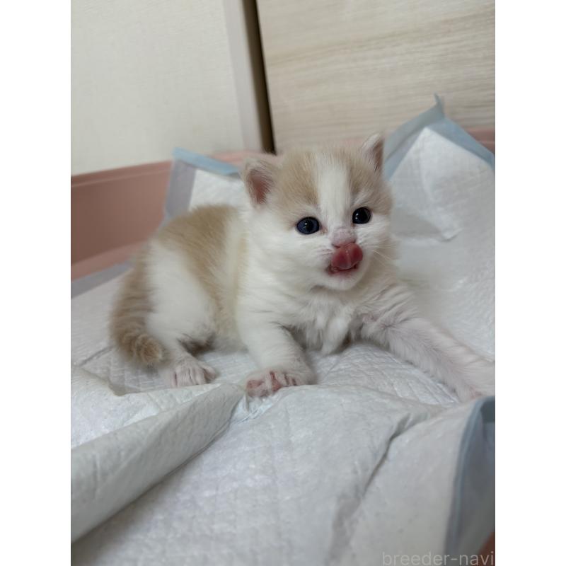 販売中の愛知県のサイベリアン-137450の3枚目