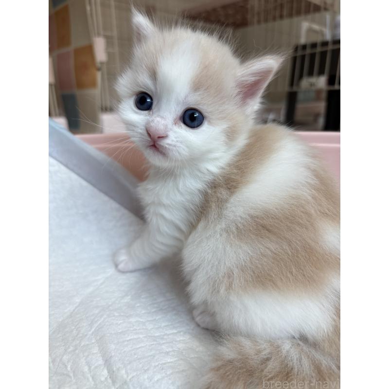 販売中の愛知県のサイベリアン-137450の2枚目