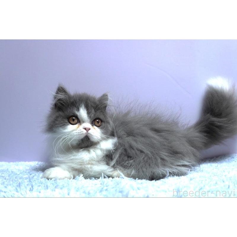 販売中の群馬県のミヌエット(短足)-130798