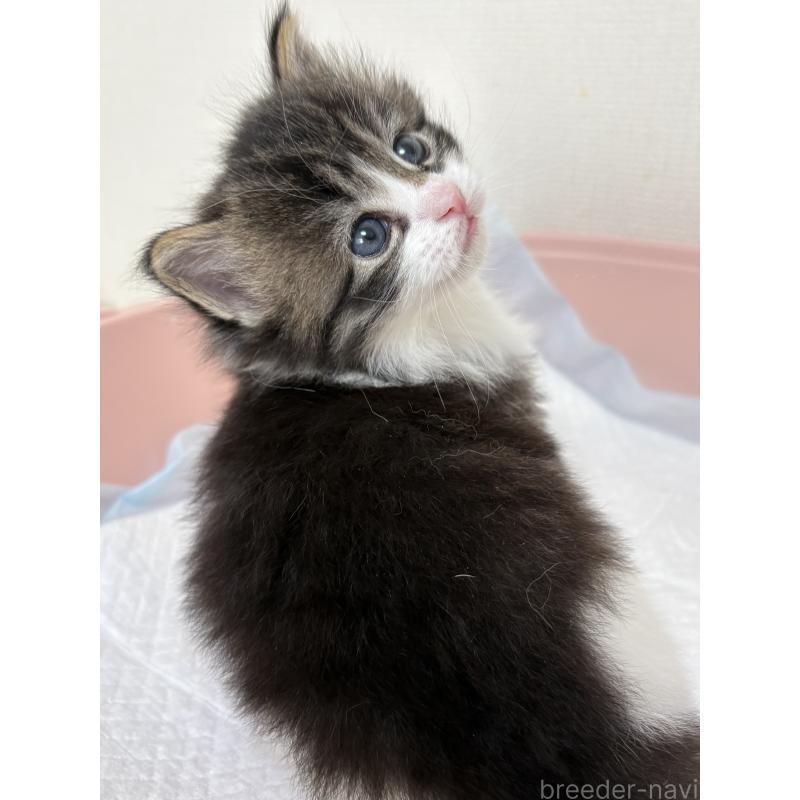 販売中の愛知県のサイベリアン-137451の6枚目