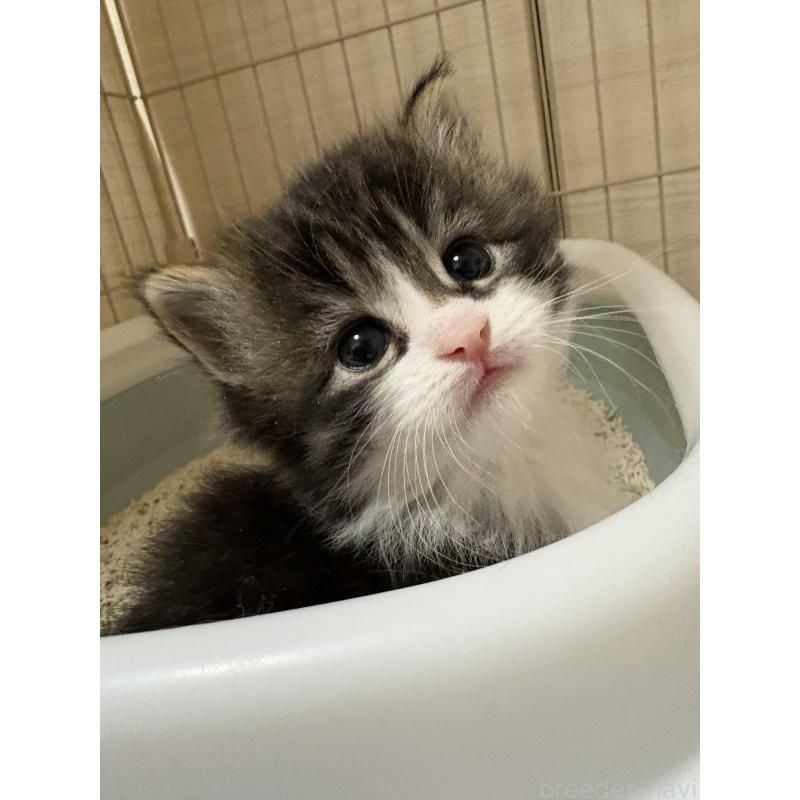 販売中の愛知県のサイベリアン-137451の4枚目