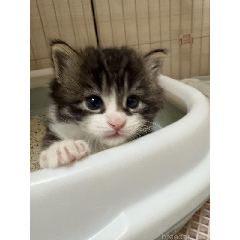 販売中の愛知県のサイベリアン-137451の3枚目