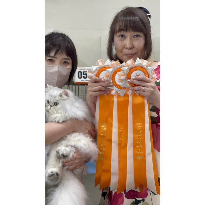 成約済の和歌山県のペルシャ(チンチラ)-103453の2枚目