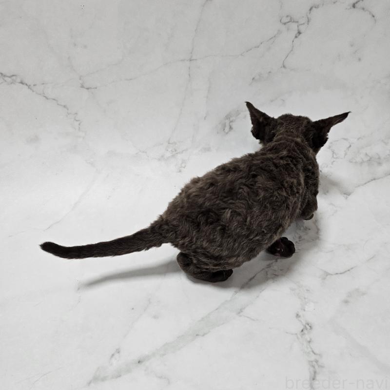 商談中の兵庫県のデボンレックス-136433の3枚目