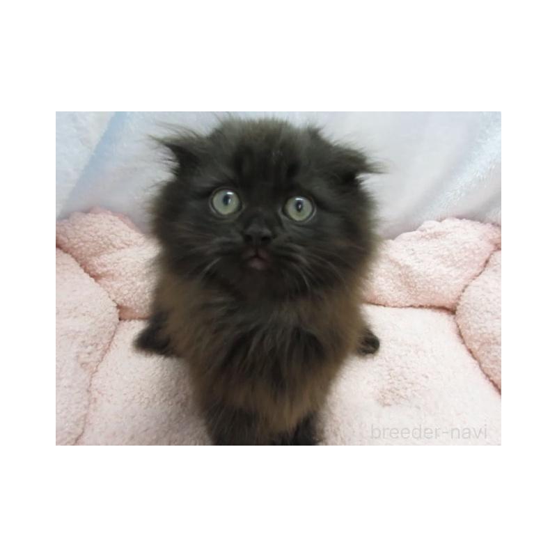 販売中の神奈川県のミヌエット-137452の1枚目