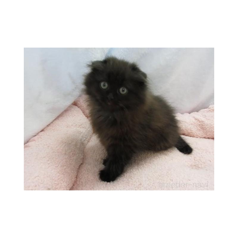 販売中の神奈川県のミヌエット-137452の6枚目