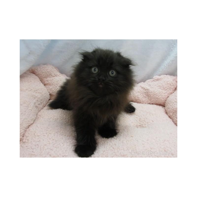 販売中の神奈川県のミヌエット-137452の5枚目