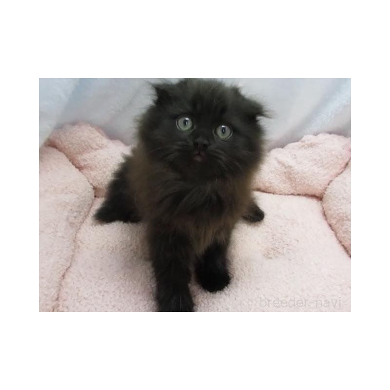 販売中の神奈川県のミヌエット-137452の4枚目