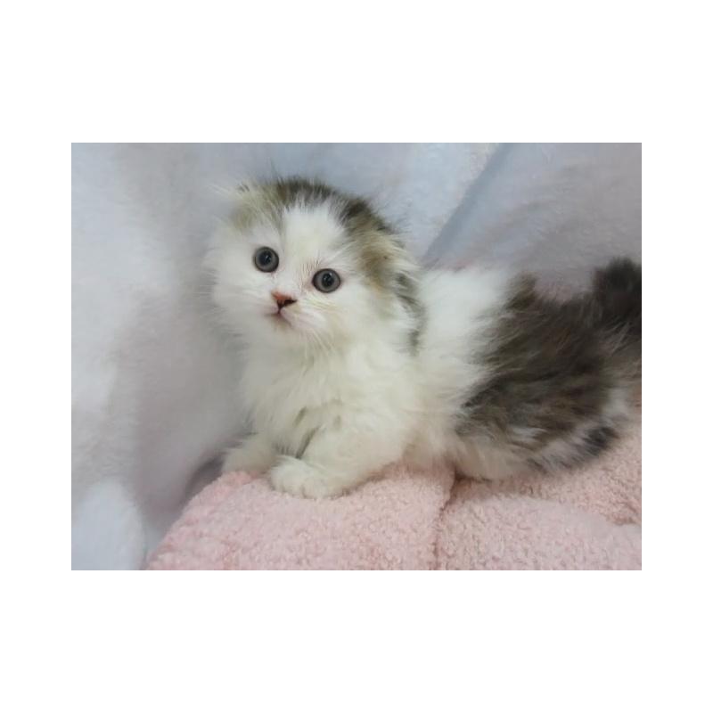 販売中の神奈川県のミヌエット(短足)-137453の1枚目