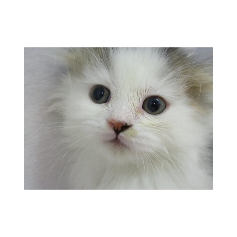 販売中の神奈川県のミヌエット(短足)-137453の6枚目