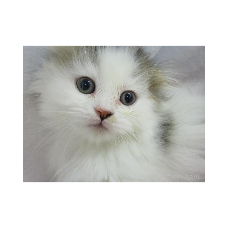 販売中の神奈川県のミヌエット(短足)-137453の5枚目